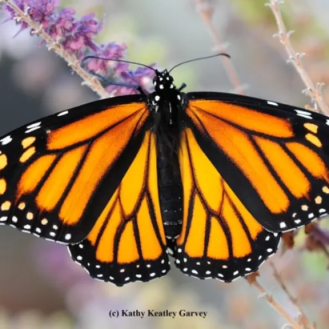 A female monarch butterfly nectaring in a Vacaville pollinator garden. (Photo by Kathy Keatley Garvey)
