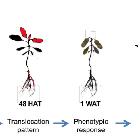 Translocation of glyphosate