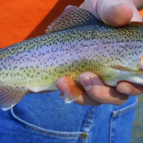 It is unlikely steelhead trout will return to the LA River. (Photo: Wikimedia Commons)
