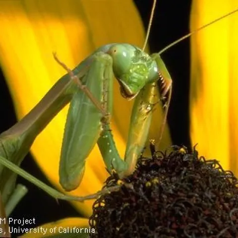 Adult mantis. (Credit: Jack Kelly Clark)