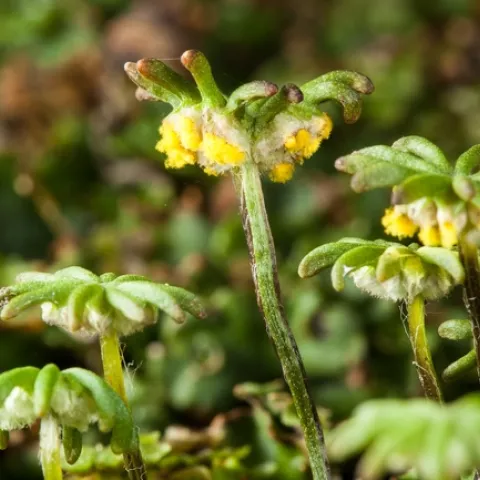 Female structures with dangling yellow spores