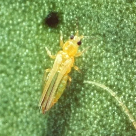 Thrips insect
