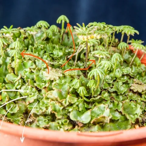 All the paths for liverwort gemmae (white) and sperm (orange)