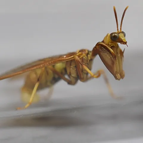 Mantidflies use their front legs to catch small insect prey. This one was collected by John De Benedictis at the UC Davis Stebbens Cold Canyon Reserve. (Snapshot by Kathy Keatley Garvey)