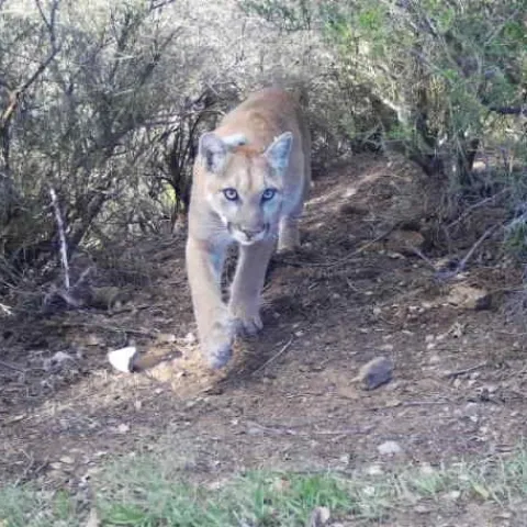 Plants and wildlife, like this mountain lion, will need to find natural corridors to migrate into areas with suitable climates. (Photo: National Park Service)