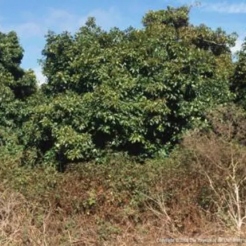 Weeds bordering avocado orchard