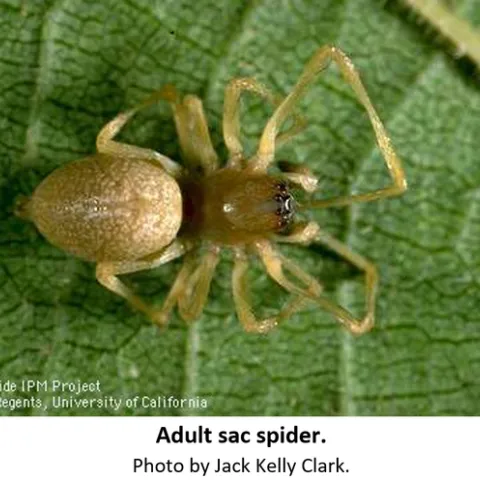yellow Sac Spider