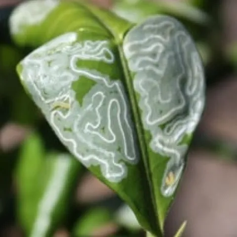 Citrus leafminer mines