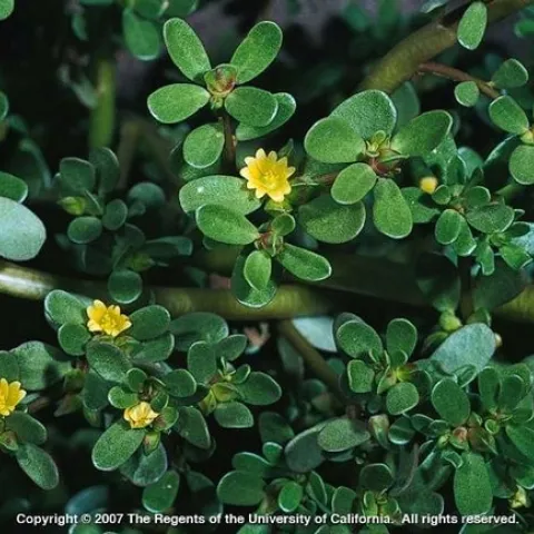 Common purslane leaves and flowers (Photo by Joe DiTomaso)