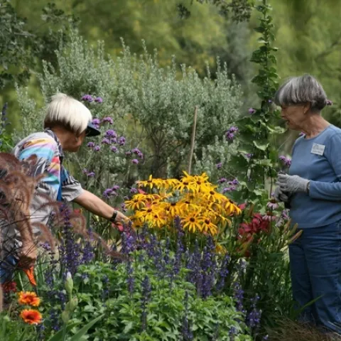 Since the UC Master Gardener program's inception, more than 5 million hours of volunteer service have been donated.