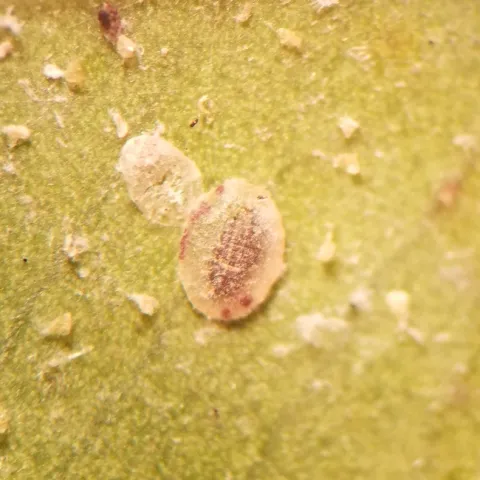 ficus wf parasitized by Encarsia