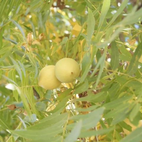 Northern California Black Walnut, leaves and Nut 001[17260]