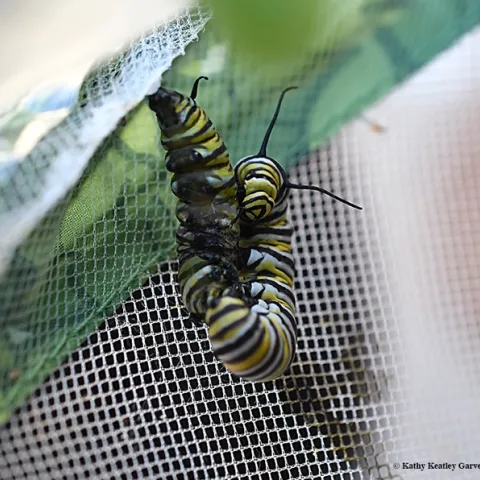 An aggressive caterpillar attacks another 'cat trying to pupate. (Photo by Kathy Keatley Garvey)