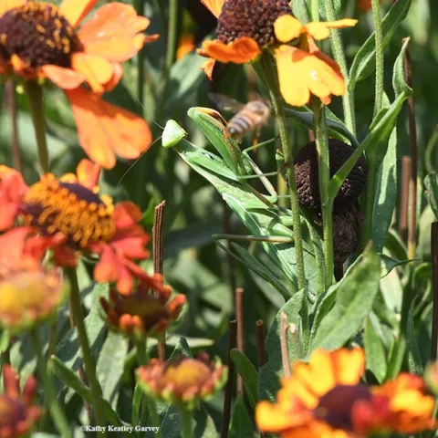 Watch out! A honey bee buzzes into the habitat of a praying mantis. Praying mantids will be exhibited Saturday, Sept. 22 during the Bohart Museum of Entomology open house. UC Davis student Lohit Garikipati will display some of his mantids, including orchids. (Photo by Kathy Keatley Garvey)