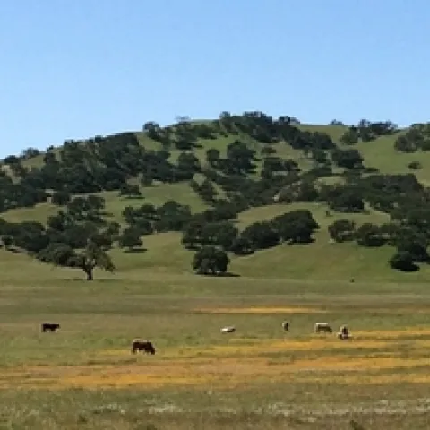 Landscape and oaks