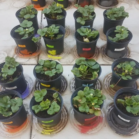 Charcoal rot control with entomopathogenic fungi