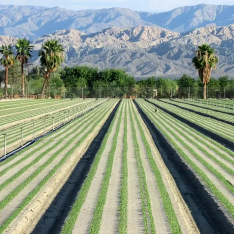 Common spinach production in the Coachella Valley. Photo credit: Jose Aguiar