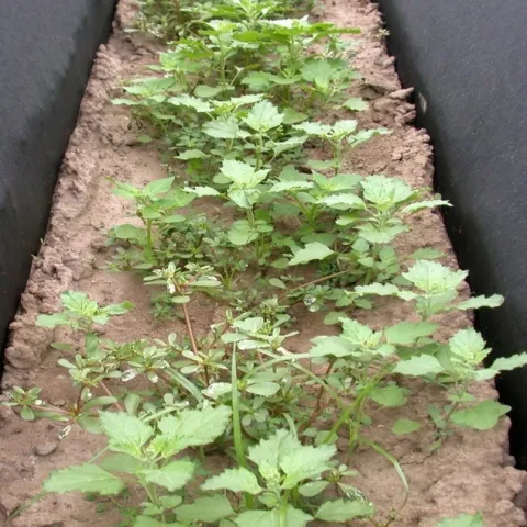 organic herbicide live