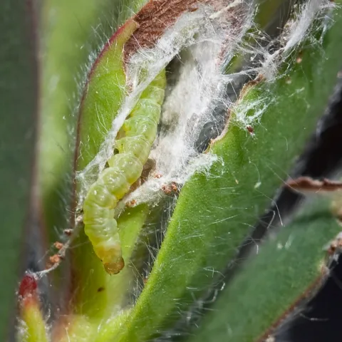 Fig 9 20080424 lbam larva full resolution 9446