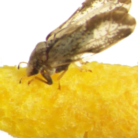 Dead psyllid in feeding position on Specialized Pheromone and Lure Application Technology (SPLAT®) card. Photo credit: Justin George and Stephen Lapointe.