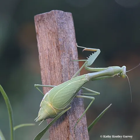 Ms. Mantis, on a redwood stake in a milkweed planter in Vacaville, Calif., is trying to find a place to lay her egg mass, an ootheca. This image was taken Sunday night, Sept. 23. (Photo by Kathy Keatley Garvey)