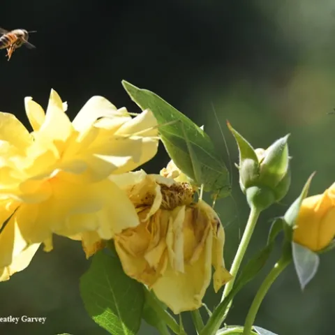 Honey bees circle a fork-tailed bush katydid feeding on a yellow rose. (Photo by Kathy Keatley Garvey)