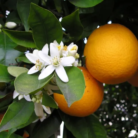Kern County citrus fruit were not impacted by the early October storm system in California.