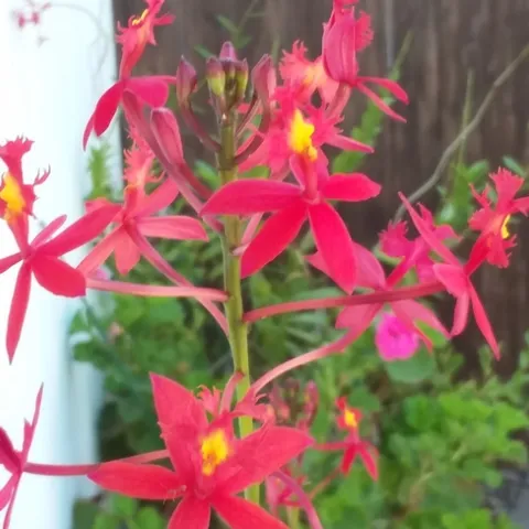 Epidendrum 2