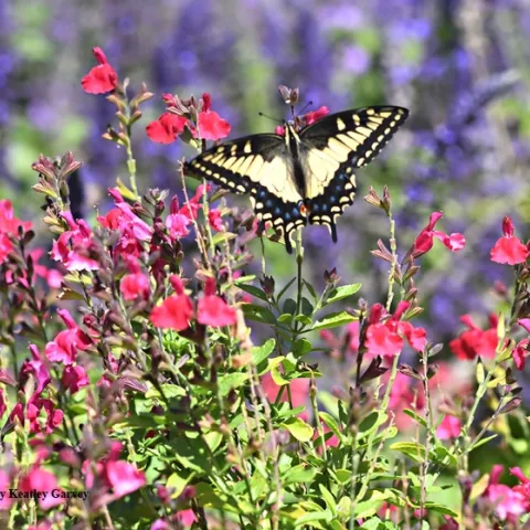 An anise swallowtail, Papilio zelicaon, sets the scene in the Kate Frey Pollinator Garden at Sonoma Cornerstone. (Photo by Kathy Keatley Garvey)