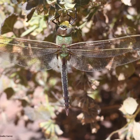 Green darner dragonfly, Anax junius, in Benicia State Historical Park. (Photo by Kathy Keatley Garvey)