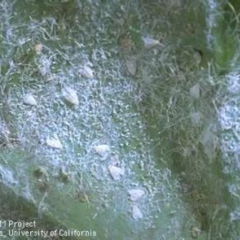 Greenhouse whitefly adults with waxy exudate.