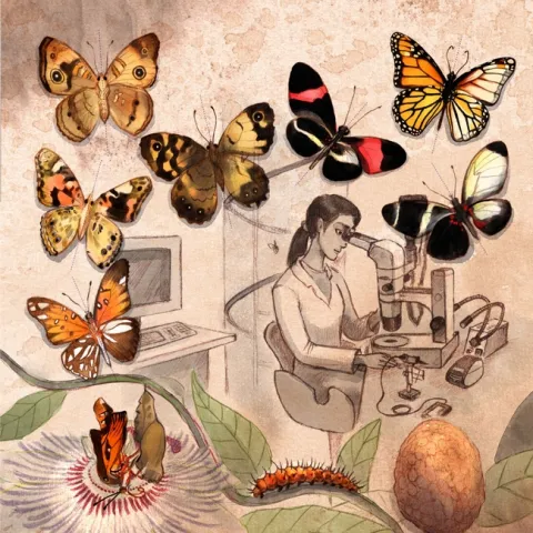 Butterflies showing mutated wings on their right sides. This image was used in one of Arnaud Martin's research publications. (Credit: Nathalie Vessillier)