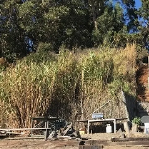 Arundo donax<br>Giant Reed
