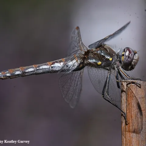 A female variegated meadowhawk dragonfly, Sympetrum corruptum, perches on a bamboo stake in Vacaville, Calif. (Photo by Kathy Keatley Garvey)