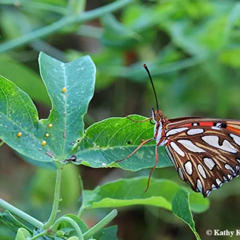 A Gulf Fritillary laying eggs on her host plant, passionflower vine. Note the eggs (yellow dots) on the left. (Photo by Kathy Keatley Garvey)