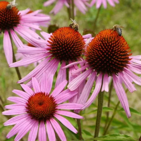 Honeybee on Echinacea (purpurea), Wiki Creative Commons