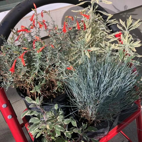 photo by Trisha Rose