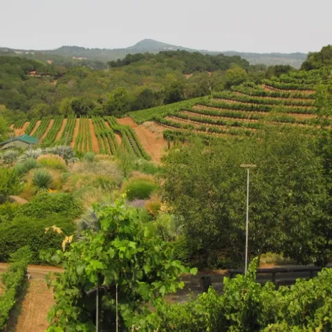 The Benzinger Family Winery is a diversified vineyard in Sonoma County. (Photo: Corey Luthringer)