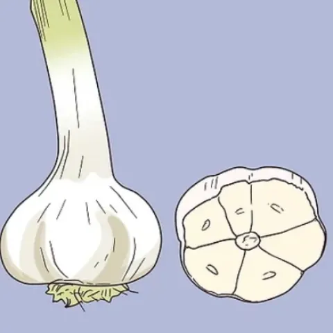 hardneck garlic