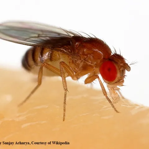 A fruit fly, Drosophila melanogaster, feeding on a banana. (Photo by Sanjay Acharya, courtesy of Wikipedia)