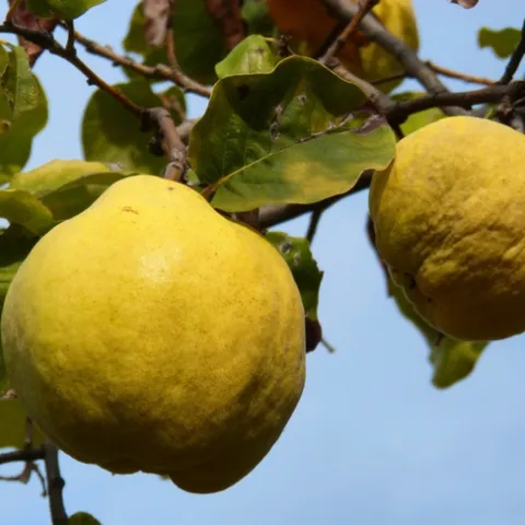 Quince fruit on a branch
