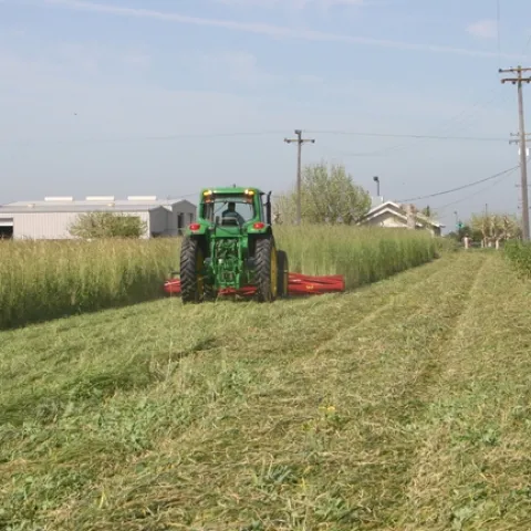 Winter rye cover crop being rolled ahead of incorporation and field prep for summer crop. Photo: Jeff Mitchell.