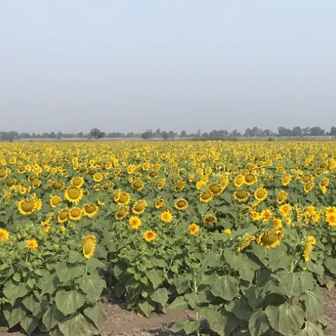 sunflower 2