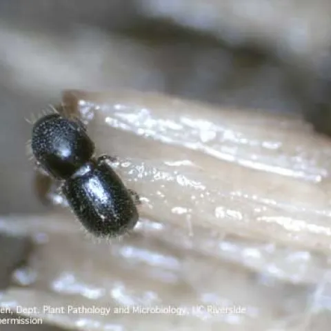 Figure 1. Polyphagous shot hole borer. (Credit: Akif Eskalen)