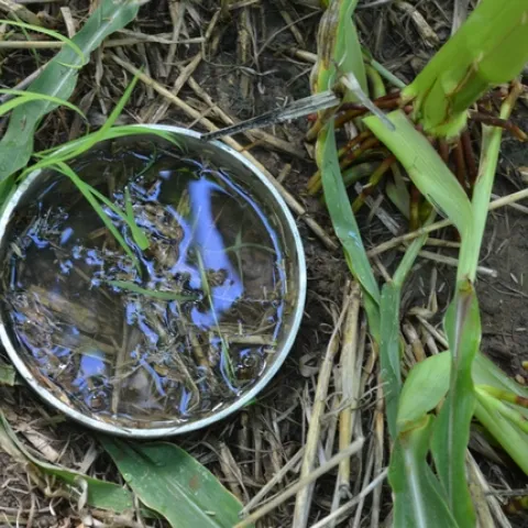 The rapidity of water infiltration into the soil is a measure of soil health. Building soil health is one of the areas in which the UC ANR-CDFA partnership will help farmers implement climate-smart farming.