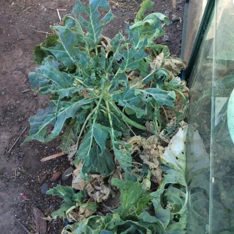 Who's Been Eating My Cabbage?