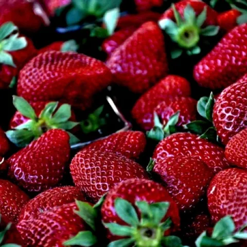 Berries are soft fruit, so robotic harvesting is unlikely. The industry is looking to agtech to reduce the amount of labor needed and make it easier for farmworkers to pick and harvest the fields. (Photo: Pixabay)