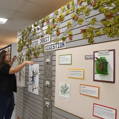 Emma Cluff finishing her display of stick insect digestion, funded by a grant from associate professor Brian Johnson. (Photo by Kathy Keatley Garvey)