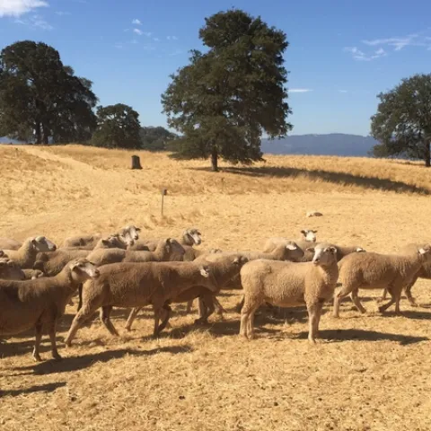 Sheep at Hopland Research and Extension Center were moved out of the line of the River Fire.