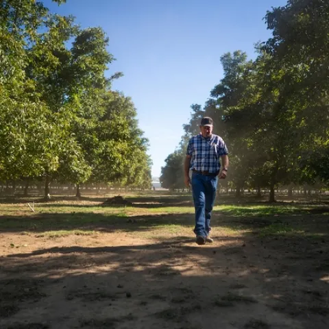 Walnut grower Hal Crain walks through his walnut orchard in Butte County. Karin Higgins/UC Davis